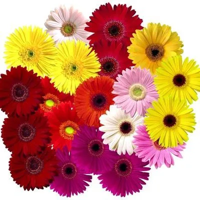 гербера Микс; Россия