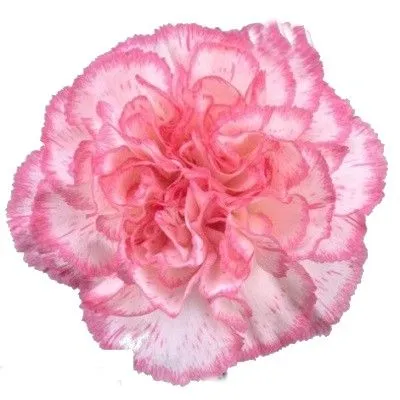 картинка гвоздика одноголовая Комачи. Эквадор от магазина Флоранж