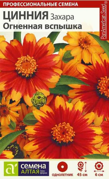 картинка Цинния Захара Огненная вспышка (цветной пакет) 6шт; Семена Алтая от магазина Флоранж