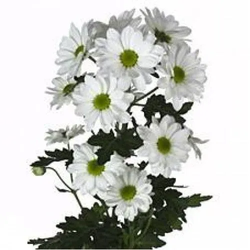 картинка хризантема кустовая Кеннеди от магазина Флоранж