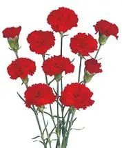 картинка гвоздика кустовая красная, Колумбия от магазина Флоранж