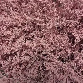 картинка солидаго крашенный Лайт Пинк от магазина Флоранж