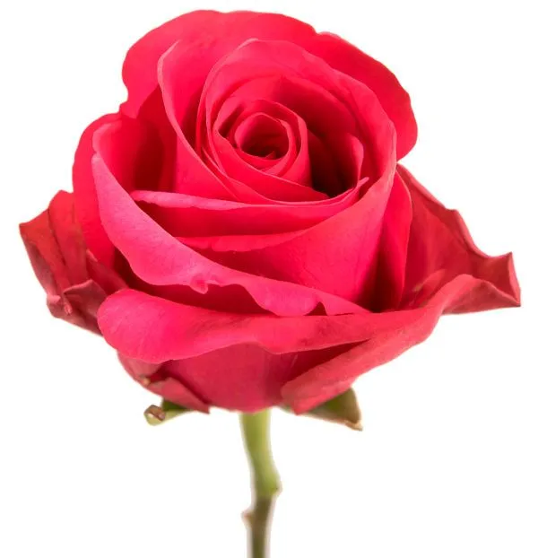 роза Хот Эксплорер 60см; Эквадор