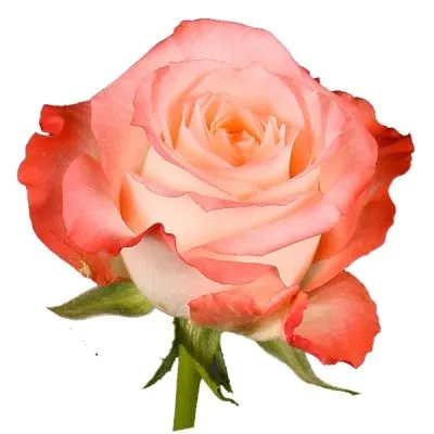 роза Кабарет 60см; Эквадор