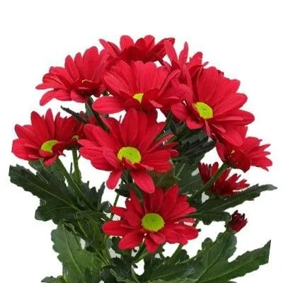 картинка хризантема кустовая Мексикано от магазина Флоранж