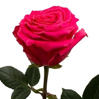 роза Фулл Монти 50см; Эквадор