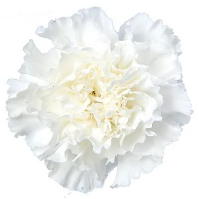 картинка гвоздика одноголовая Белая; Колумбия от магазина Флоранж