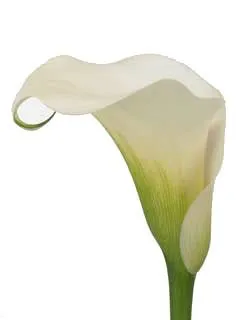 калла  Капитан Вентура; Голландия