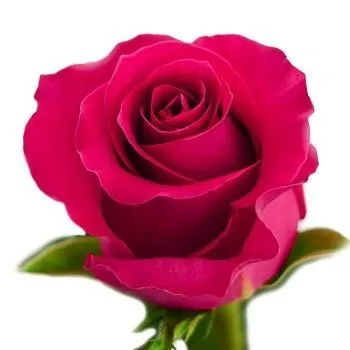 картинка роза Готча 50см; Эквадор от магазина Флоранж