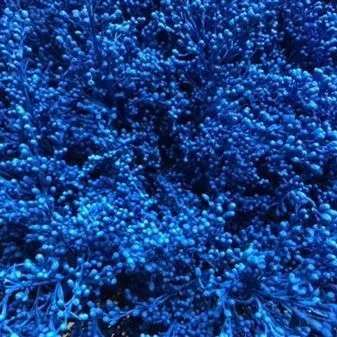 картинка солидаго крашенный Блу от магазина Флоранж