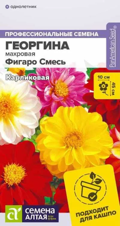 картинка Георгина Фигаро Смесь (цветной пакет) 5шт; Семена Алтая от магазина Флоранж