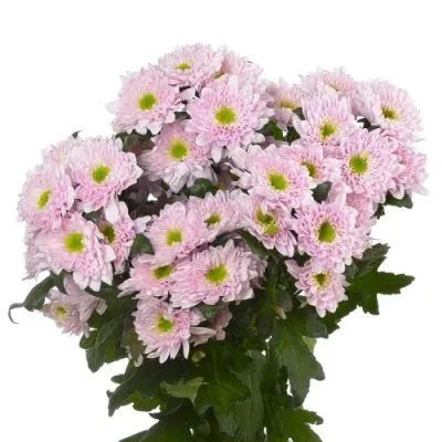 хризантема кустовая Коммандер Пинк