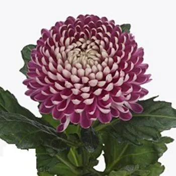 картинка хризантема одноголовая Кутюр от магазина Флоранж