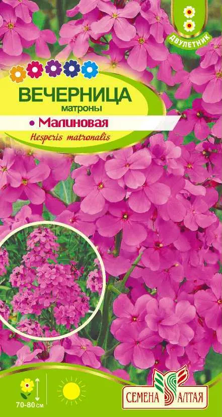 картинка Вечерница Матроны Малиновая (цветной пакет) 0,2г; Семена Алтая от магазина Флоранж