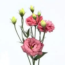 картинка Эустома Пинк; Израиль от магазина Флоранж