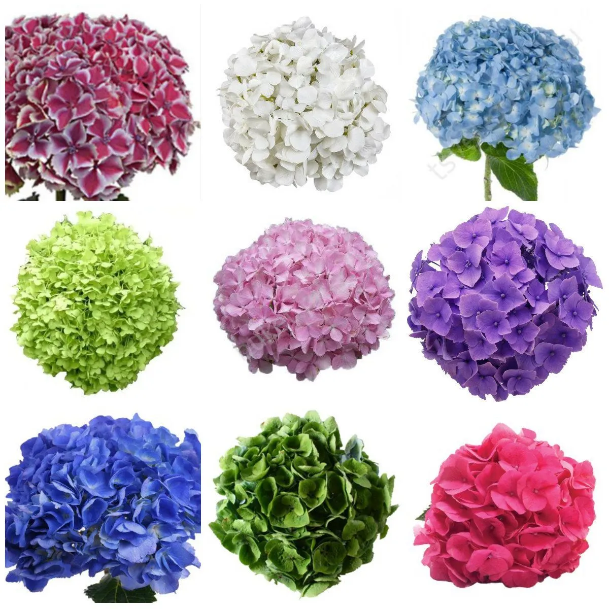 картинка Гидрангия Микс; Колумбия от магазина Флоранж