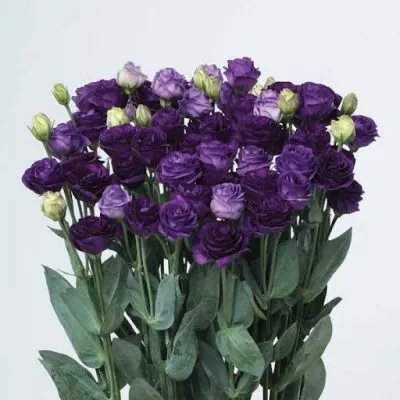 картинка эустома  Дублин Блу от магазина Флоранж