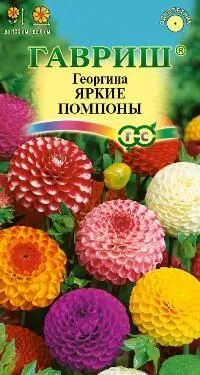 картинка Георгина Яркие помпоны (цветной пакет) 0,2г; Гавриш от магазина Флоранж