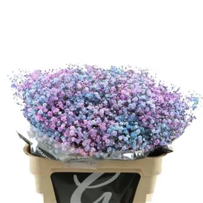 гипсофила Краш Диско Детройт; Эквадор