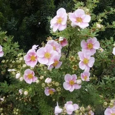 лапчатка кустарниковая Гламур Герл