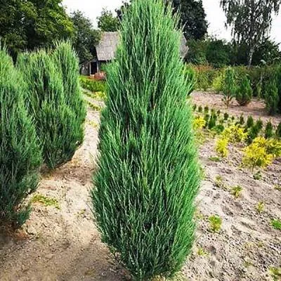 можжевельник скальный Скайрокет