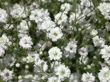 картинка гипсофила Экселенс от магазина Флоранж