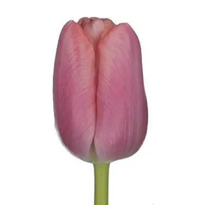 картинка тюльпан Трезор от магазина Флоранж