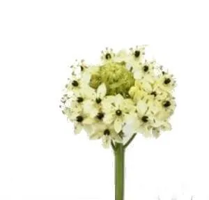 орнитогалум Санудерса