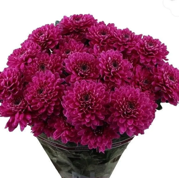 картинка хризантема кустовая Фабьен Пурпл от магазина Флоранж