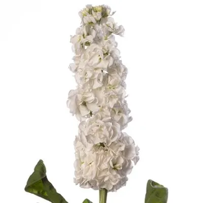 маттиола Айрон вайт