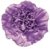 картинка гвоздика одноголовая Мунлайт; Колумбия от магазина Флоранж