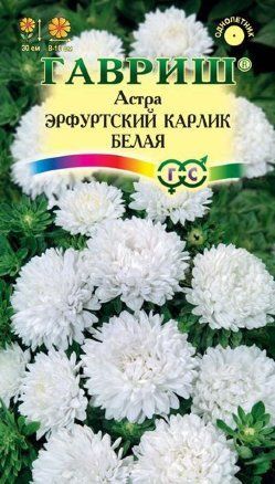 картинка Астра Эрфуртский карлик Белая (цветной пакет) 0,3г; Гавриш от магазина Флоранж