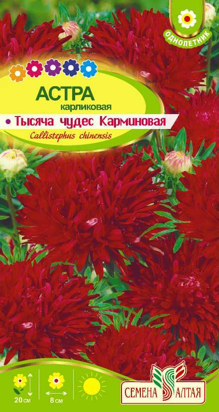 картинка Астра Тысяча чудес карминная карликовая (цветной пакет) 0,2г; Семена Алтая от магазина Флоранж