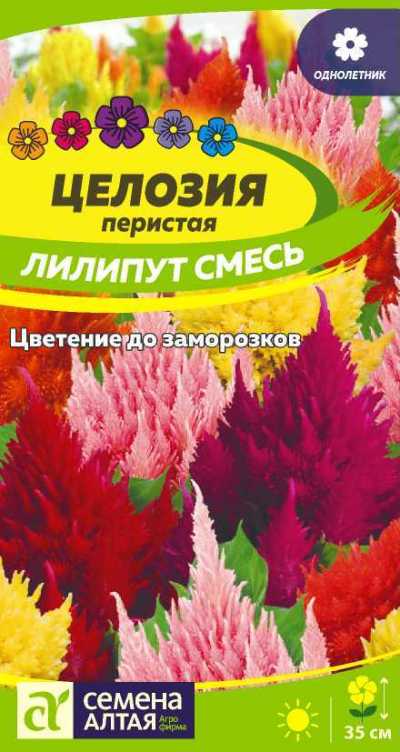 картинка Целозия перистая Лилипут смесь (цветной пакет) 0,3г; Семена Алтая от магазина Флоранж