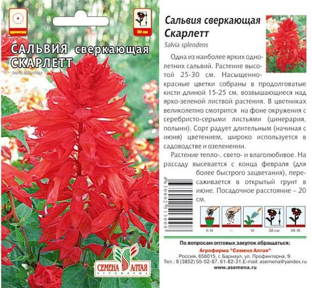картинка Сальвия Скарлетт (цветной пакет) 0,1г; Семена Алтая от магазина Флоранж