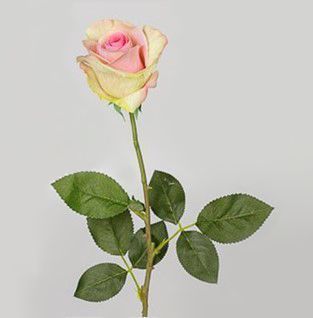 Роза Диана, 66 см