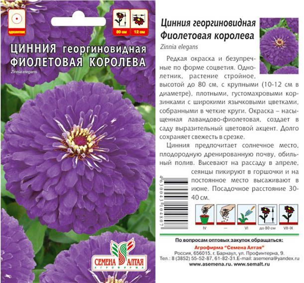 Цинния Фиолетовая Королева георгинов. (цветной пакет) 0,3г; Семена Алтая