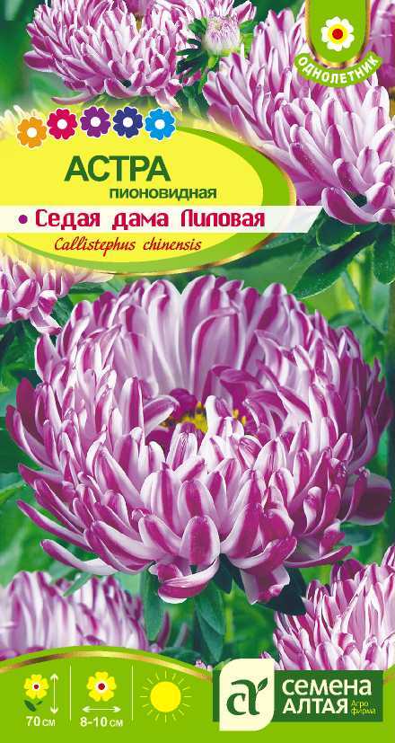 картинка Астра Седая Дама Лиловая (цветной пакет) 0,2г; Семена Алтая от магазина Флоранж