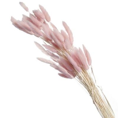 картинка Лагурус цветной, 60шт в уп, розовый от магазина Флоранж
