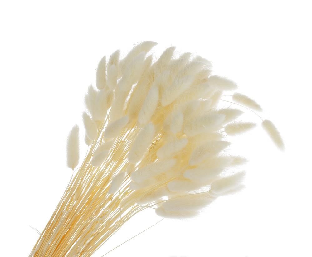 картинка Лагурус цветной, 100г  от магазина Флоранж