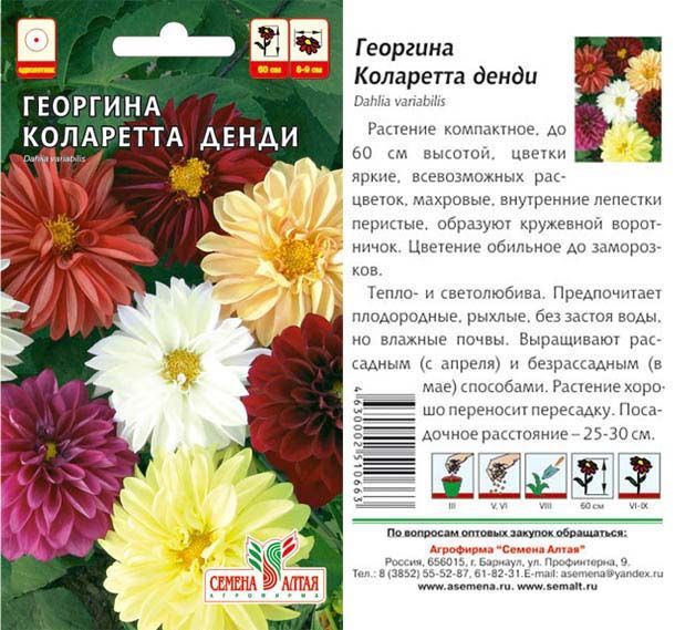 Георгина Коларет Денди (цветной пакет) 0,3г; Семена Алтая