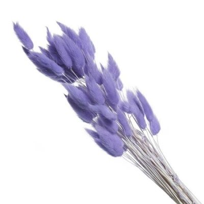 картинка Лагурус цветной, 60шт в уп, фиолетовый от магазина Флоранж