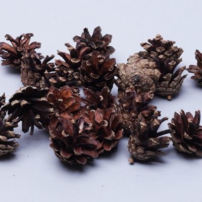 картинка Шишки сосновые север, 3см 20шт. мини натуральные от магазина Флоранж