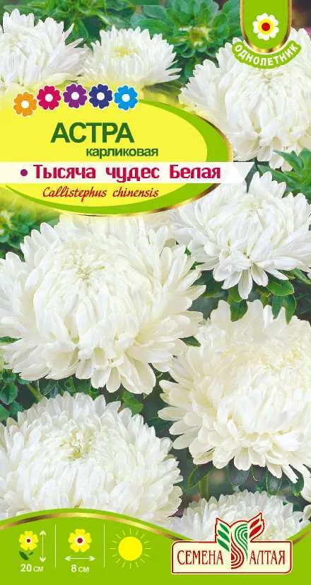 картинка Астра Тысяча чудес белая карликовая(цветной пакет) 0,2г; Семена Алтая от магазина Флоранж